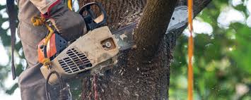 Tree and Shrub Care in Bradford, PA