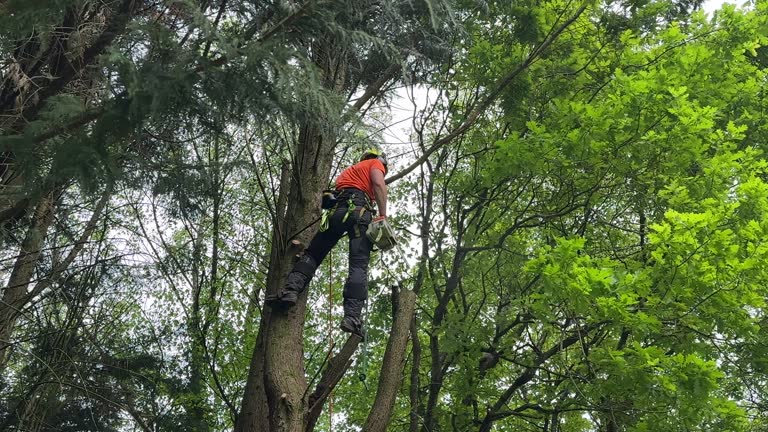 Best Hedge Trimming  in Bradford, PA