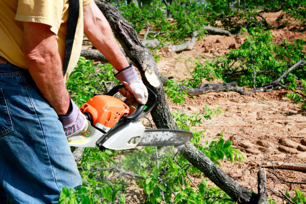 How Our Tree Care Process Works  in  Bradford, PA